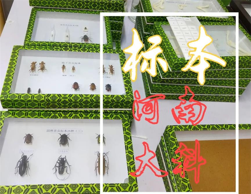 簡單制作生物標本、切片的方法
